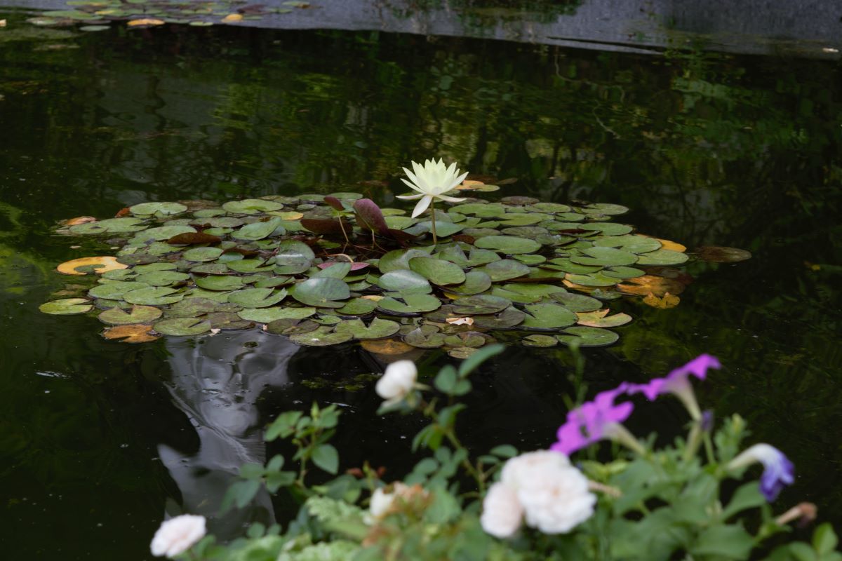 写真：濁った緑色の池の中央に白い蓮の花が一輪。画面手前にピンクと白の小さな花が咲いている。