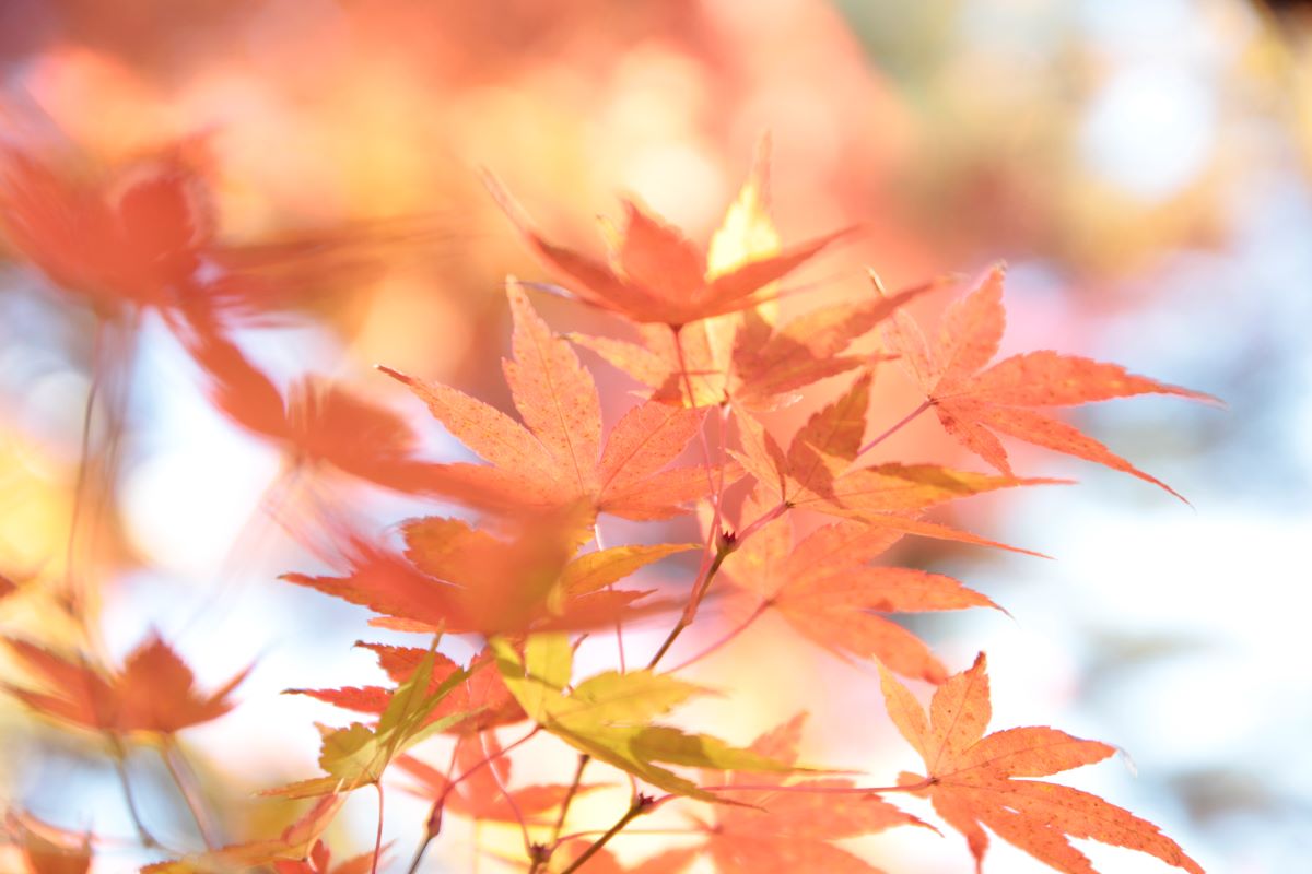 写真：紅葉（3）透き通ったモミジが太陽の光を受けているような様子を横から撮影している。