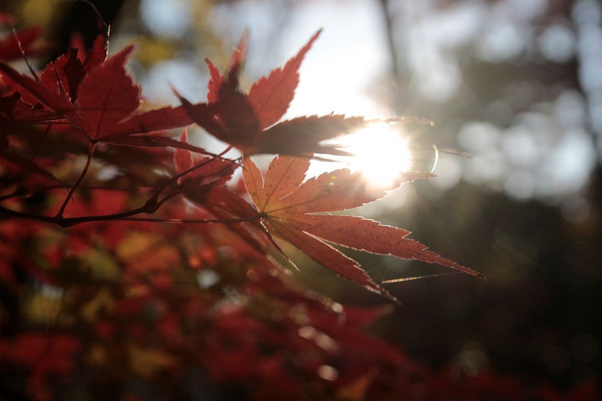 写真：紅葉（5）画面左側に濃い橙色のモミジがあり、正面から太陽がさしている。