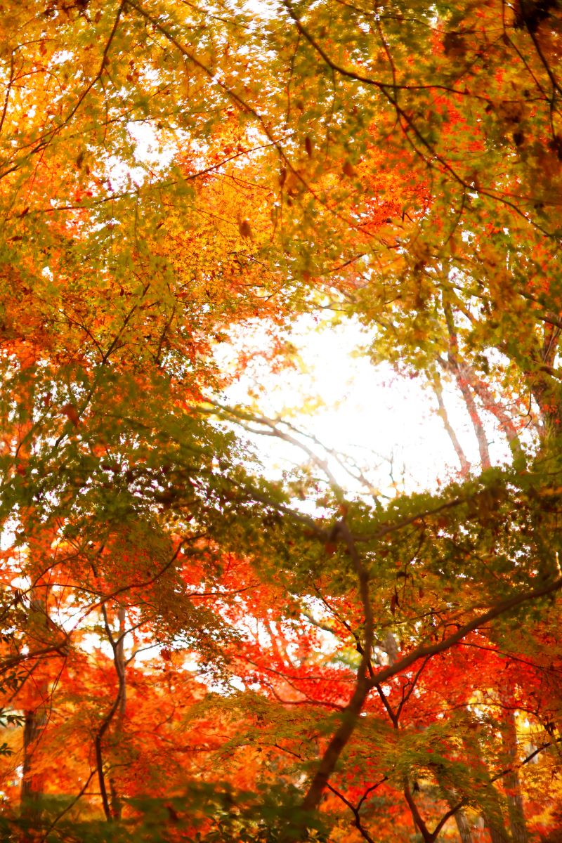 写真：紅葉（11）真下から空を見上げる角度で撮影されている。画面いっぱいに色とりどりの葉が広がるが、中央は穴が空いており、白い空が見える。