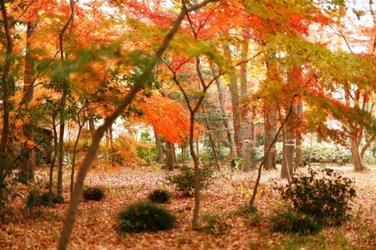 写真：紅葉（1）林のように木が並んでいる。地面は落ち葉で埋め尽くされており、葉は橙色や緑色が混ざっている。