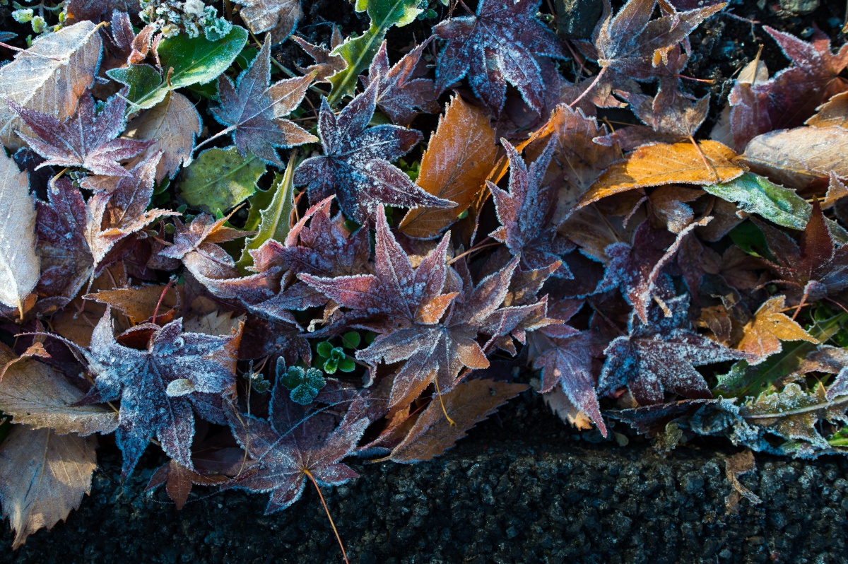 写真とひとこと #3 - 冬を感じる瞬間 | 津田塾大学オフィシャルウェブマガジン 『plum garden』