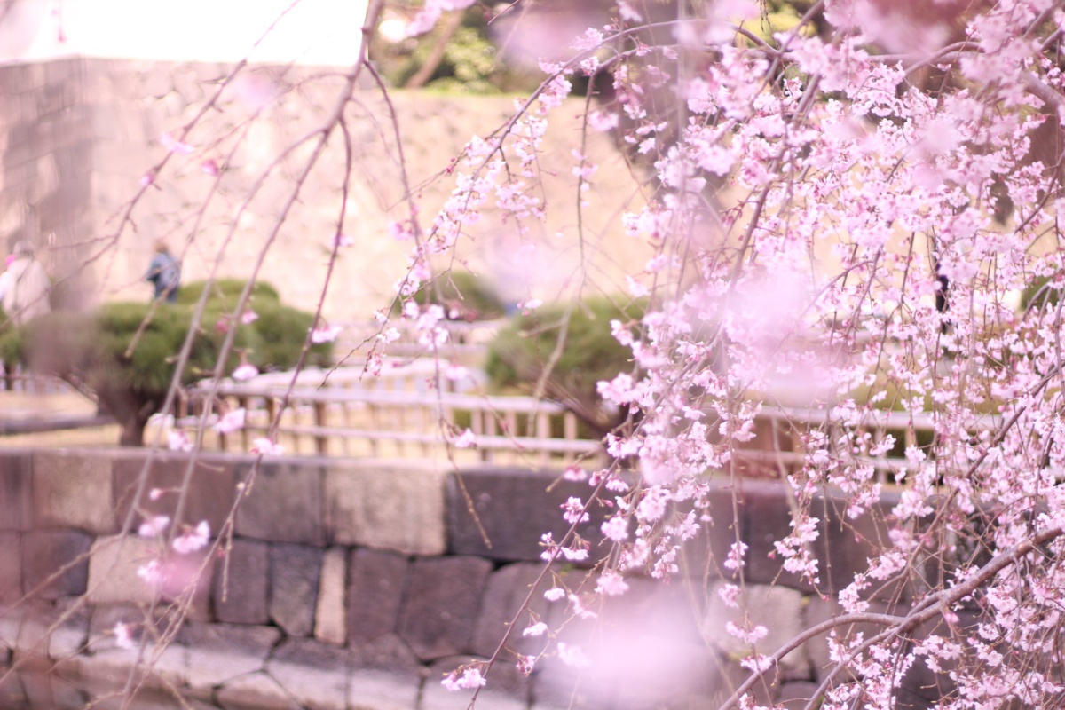 写真とひとこと 12 春の息吹 津田塾大学オフィシャルウェブマガジン Plum Garden