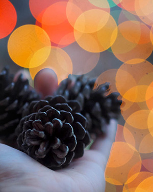 つだラボ #16 - 小平キャンパスの松ぼっくりでクリスマスリースを