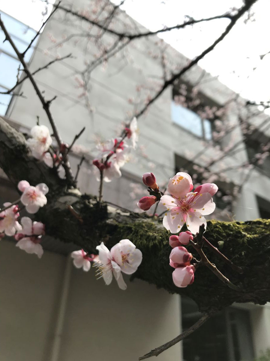 写真：桜の花と蕾