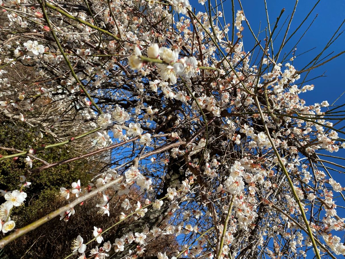 写真：白梅の花
